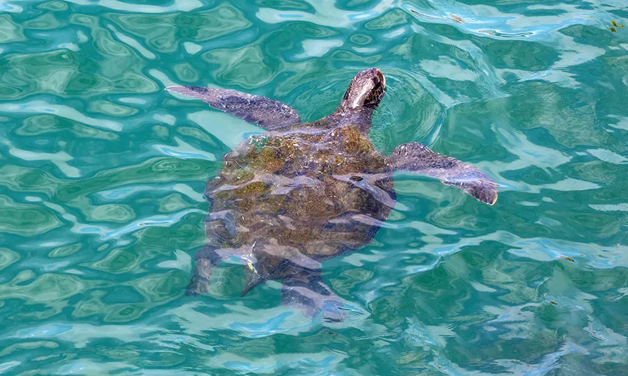 Destinations Fuerteventura FERGUS Hotels Turtle sanctuary destinations Fuerteventura FERGUS Hotels