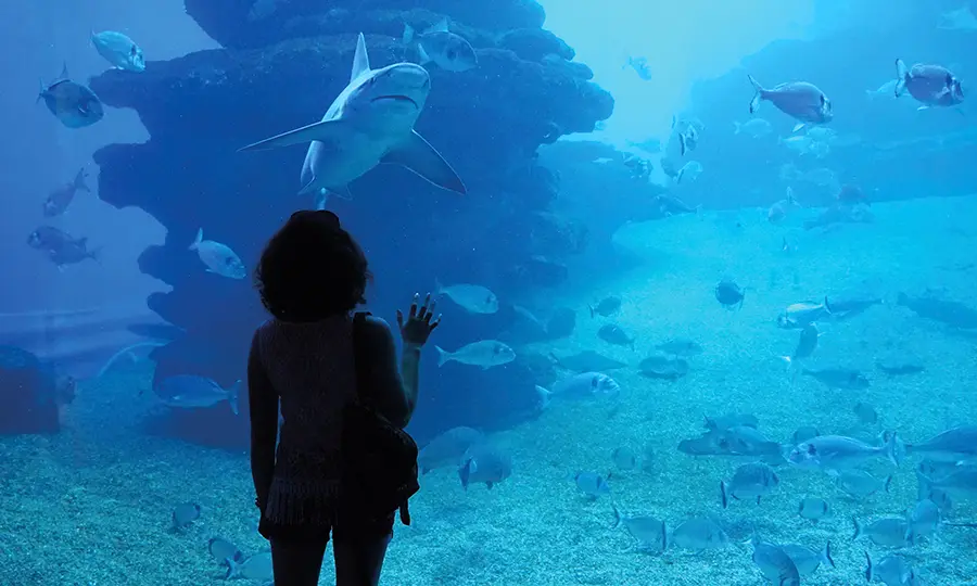 Destinations Mallorca FERGUS Hotels Palma Aquarium destinations Playa de Palma FERGUS Hotels